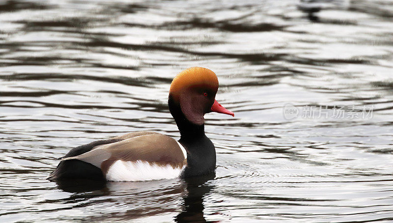 红冠鸭(Netta rufina)雄性